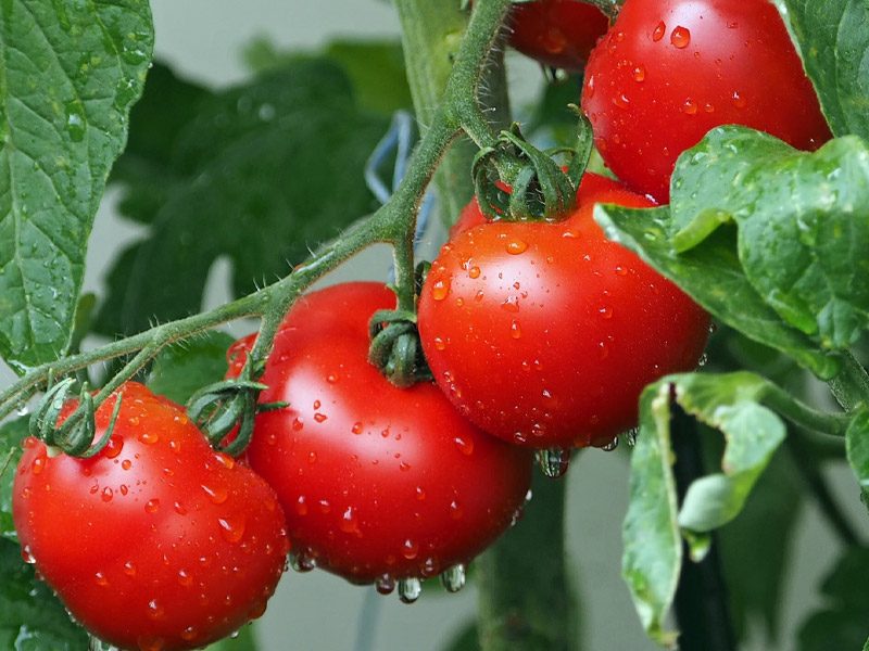 水溶肥的可以在哪些農(nóng)作物上使用